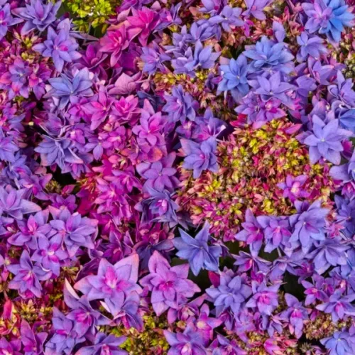 Bauernhortensie Francy Blue