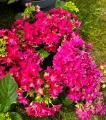 Hortensja FRANCY HOT PINK