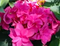 Hortensja FRANCY HOT PINK