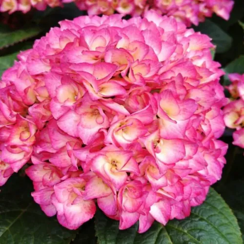 Bauernhortensie Grafin Cosel Purple