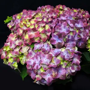 Bauernhortensie Sweet Lips Purple