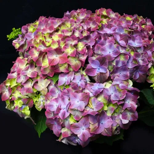 Bauernhortensie Sweet Lips Purple