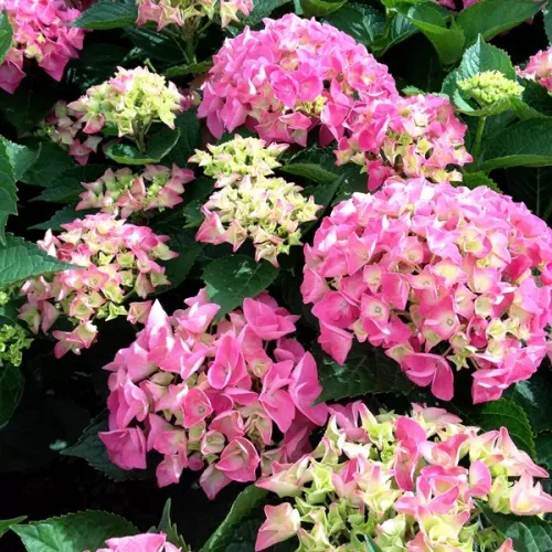 Bauernhortensie Ball Pink