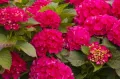 Hortensja Ogrodowa SPEEDY RED IMPROVED