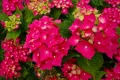 Hortensja Ogrodowa SPEEDY RED IMPROVED