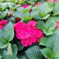 Hortensja Ogrodowa SPEEDY RED IMPROVED