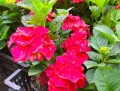 Hortensja Ogrodowa SPEEDY RED IMPROVED