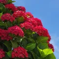 Hortensja Ogrodowa SPEEDY RED IMPROVED