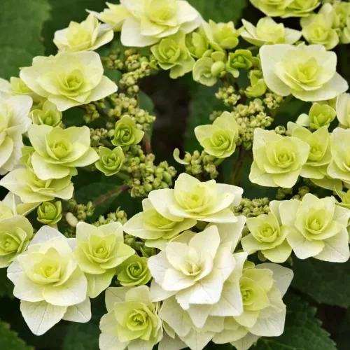 Bauernhortensie DOPPIO BIANCO 