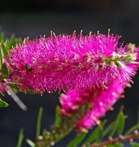 Zylinderputzer Mauve Mist