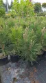 Sosna Czarna GREEN ROCKET