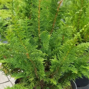 Hinoki-Scheinzypresse DILATUSH