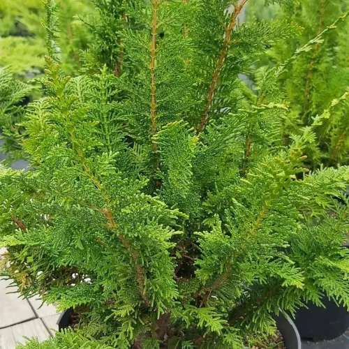 Hinoki-Scheinzypresse DILATUSH