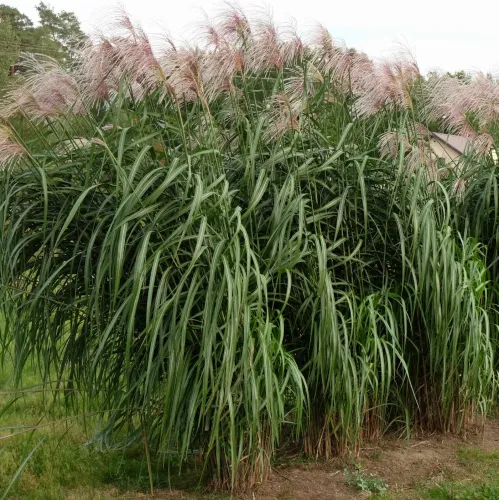 Riesen-Chinaschilfs MEIDL