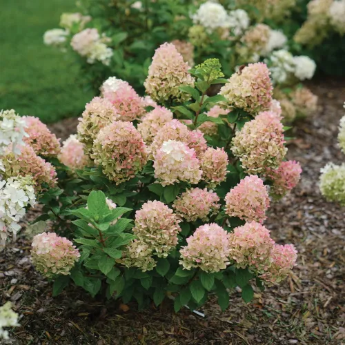 Rispenhortensie LITTLE LIME PUNCH