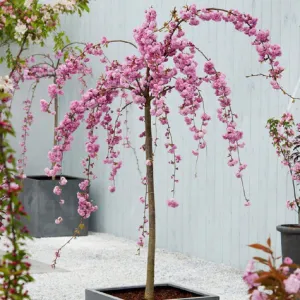 Japanische Kirsche Kiku Shidare Zakura 170 cm