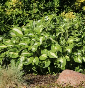Funkie UNDULATA MEDIOVARIEGATA