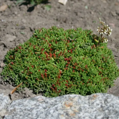 Mauerpfeffer CORAL CARPET