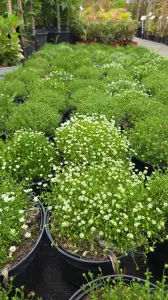 Sternmoos MOSS GREEN