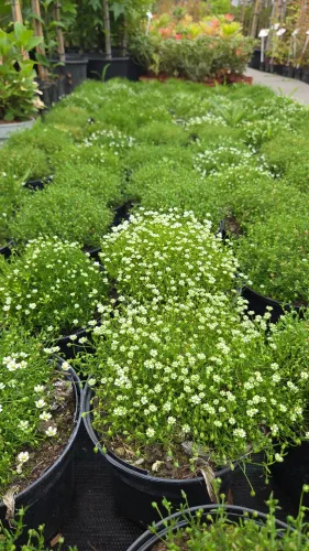 Sternmoos MOSS GREEN