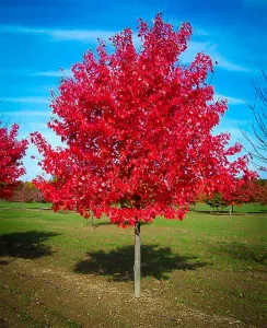 Rot-Ahorns RED SUNSET 40cm