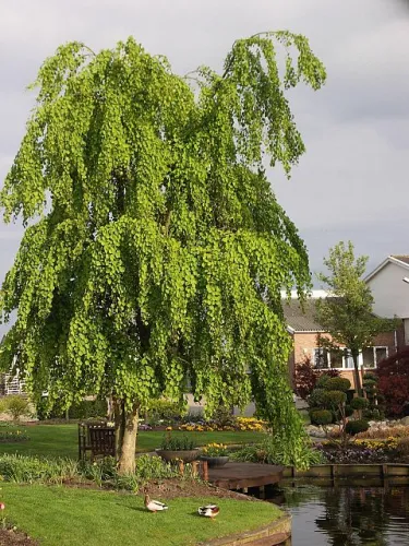 PENDULA Grujecnik 
