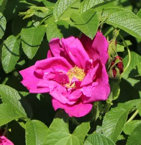 Kartoffelrose Rotes Meer