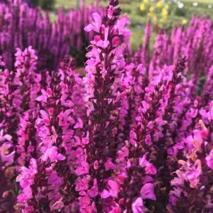 Steppen-Salbei MIDNIGHT ROSE