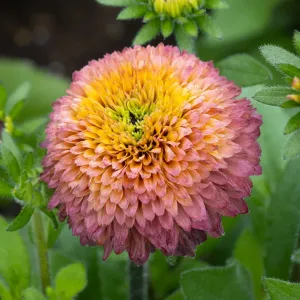 Rudbeckia SUGAR SHAKE 
