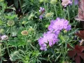 DRAKIEW MARIPOSA BLUE