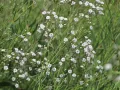 Gipsówka ROSENSCHLEIER