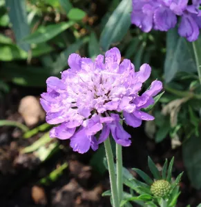 Tauben-Skabiose Mariposa Blue