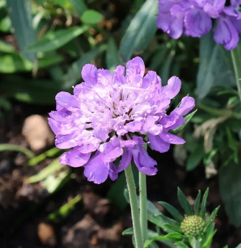 Tauben-Skabiose Mariposa Blue
