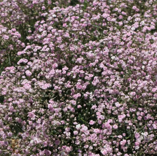 Gipsputz ROSENSCHLEIER