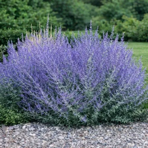 Blauraute  ZASHA