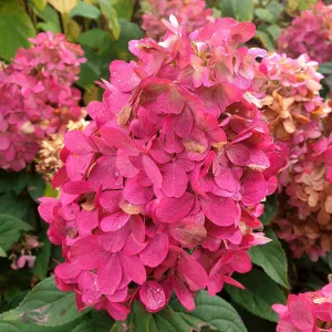 Hortensie BONFIRE