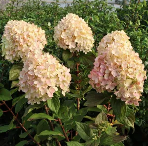 Hortensie LIME LIGHT PRIME