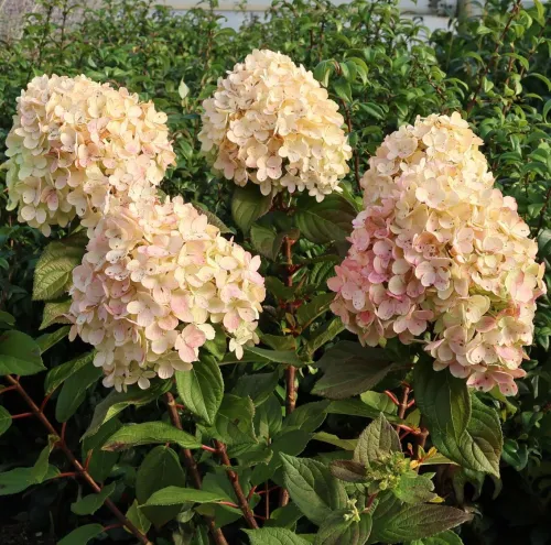 Hortensie LIME LIGHT PRIME