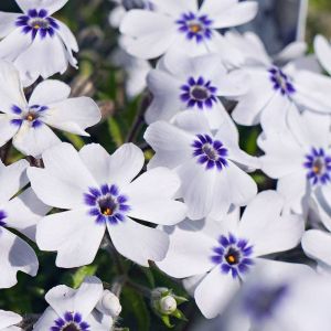 Polsterphlox BAVARIA