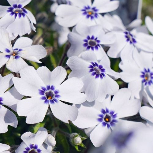 Polsterphlox BAVARIA