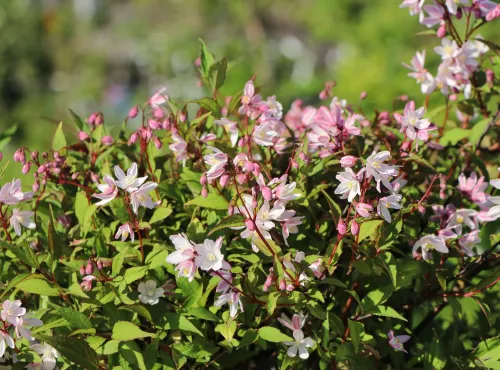 Deutzie YUKI CHERRY BLOSSOM