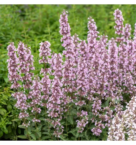 Katzenminze 'Serene Wild Orchid'
