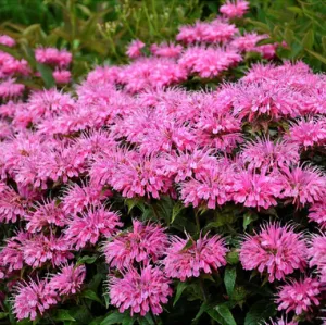 Indianernessel 'Sugar Buzz'