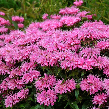 Indianernessel 'Sugar Buzz'