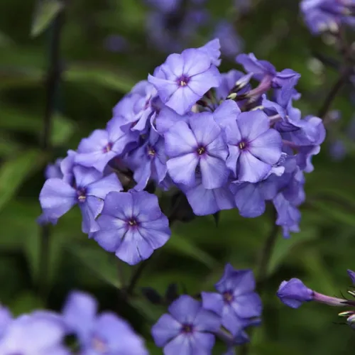 Flammenblume BLUE DOLPHIN