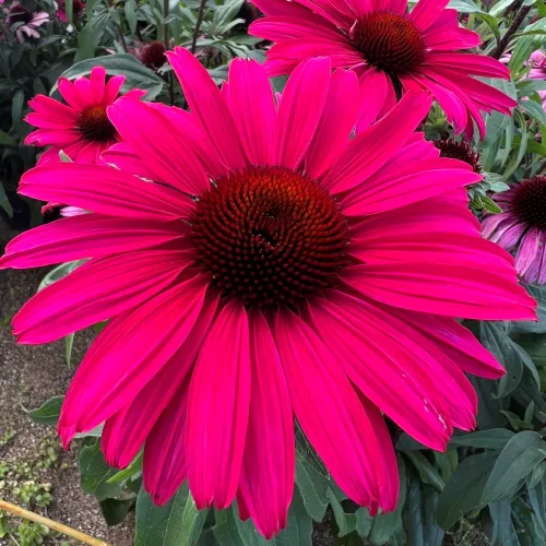 Purpur-Sonnenhut SENSATION WILD ROMANCE