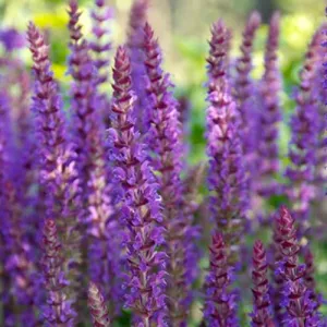 Steppen-Salbei 'Ostfriesland'