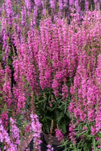 Blut-Weiderich 'Hot Pink'