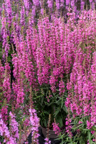 Blut-Weiderich 'Hot Pink'
