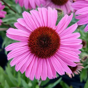 Purpur-Sonnenhut  PEARL DARK PINK